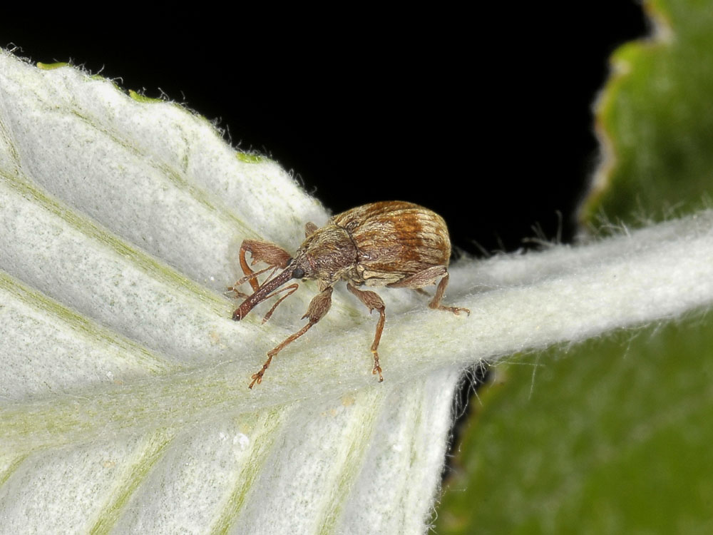 Anthonomus rectirostris - (Curculionidae)